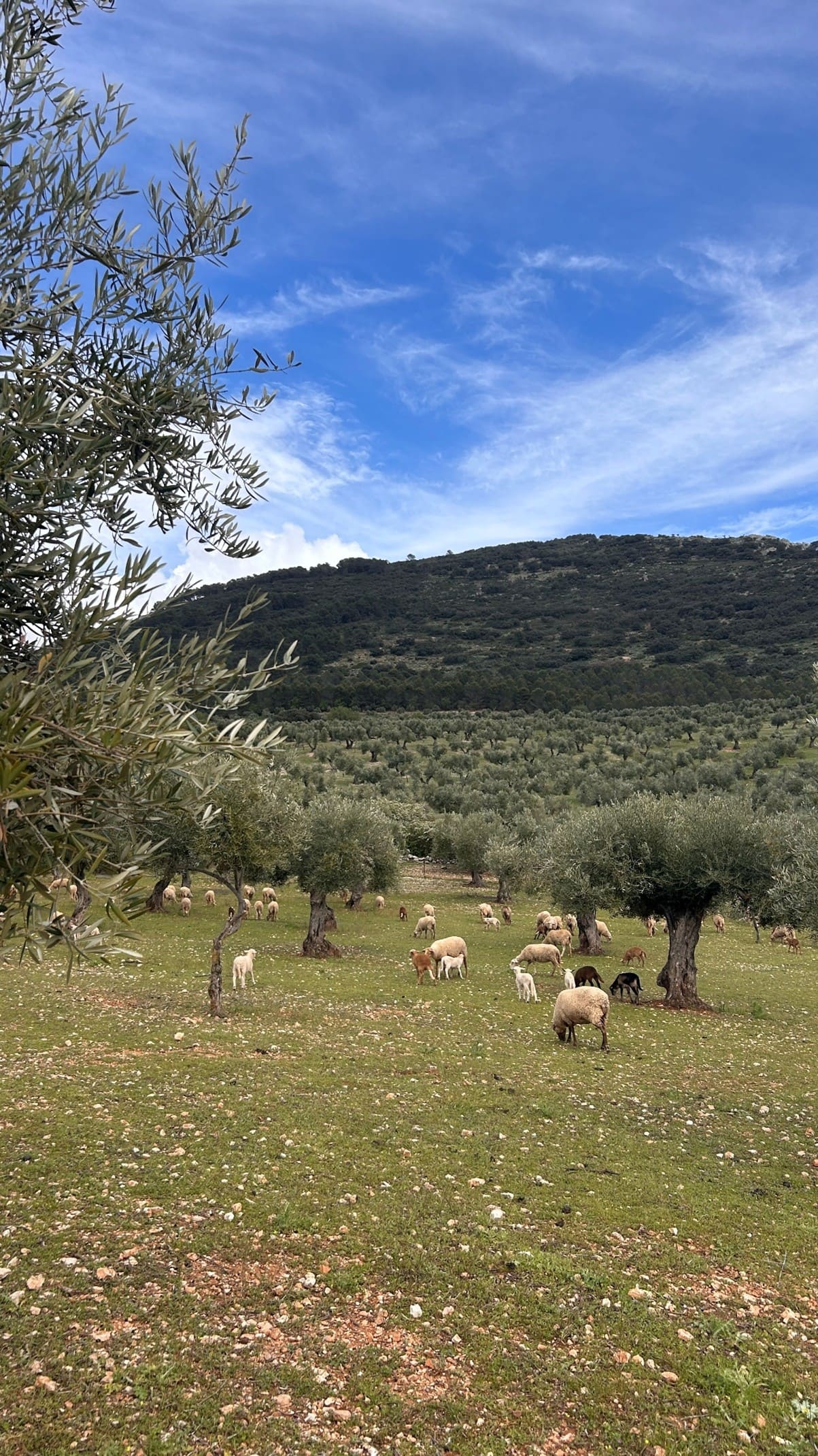 Descubre un olivar más que ecológico en Sierra Mágina