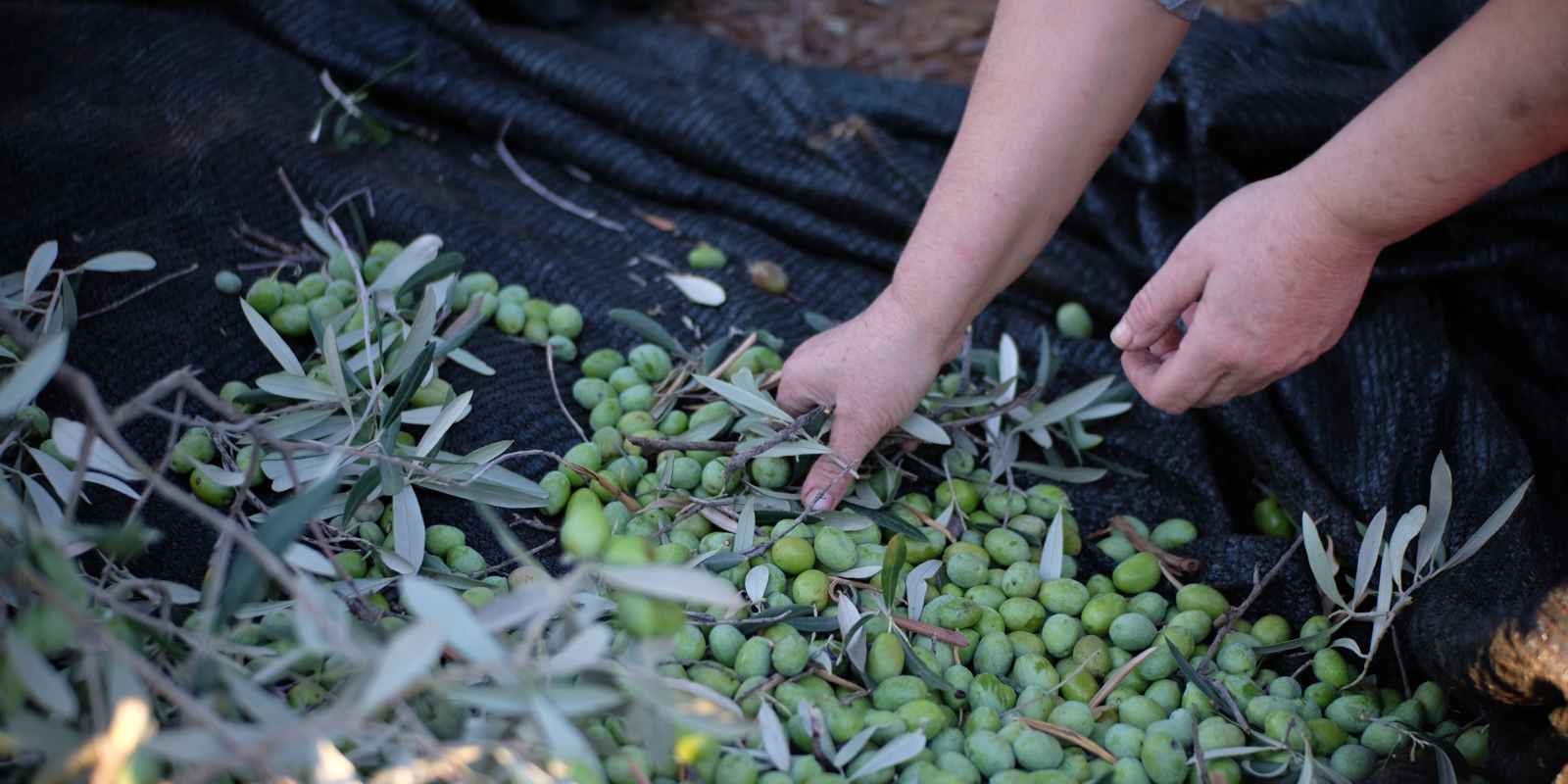 Aceitunero por un día