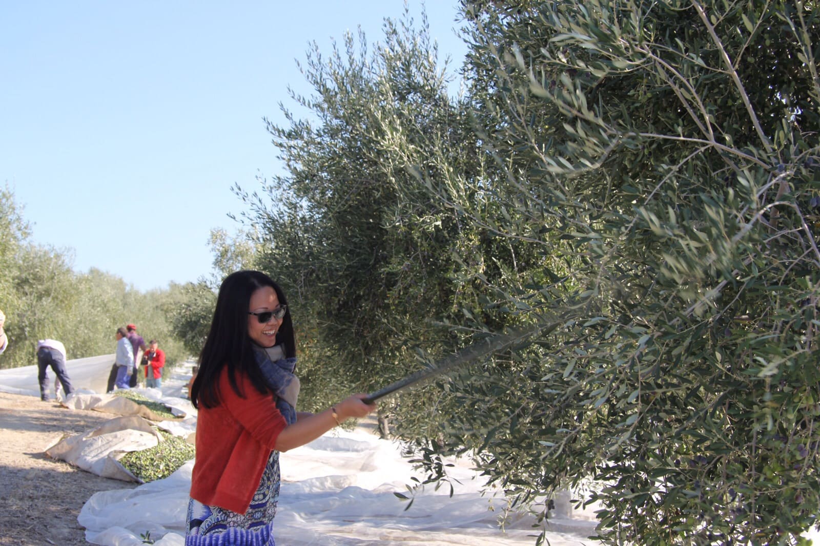 Ruta del Olivo “Desde el renacimiento a Sierra Mágina”