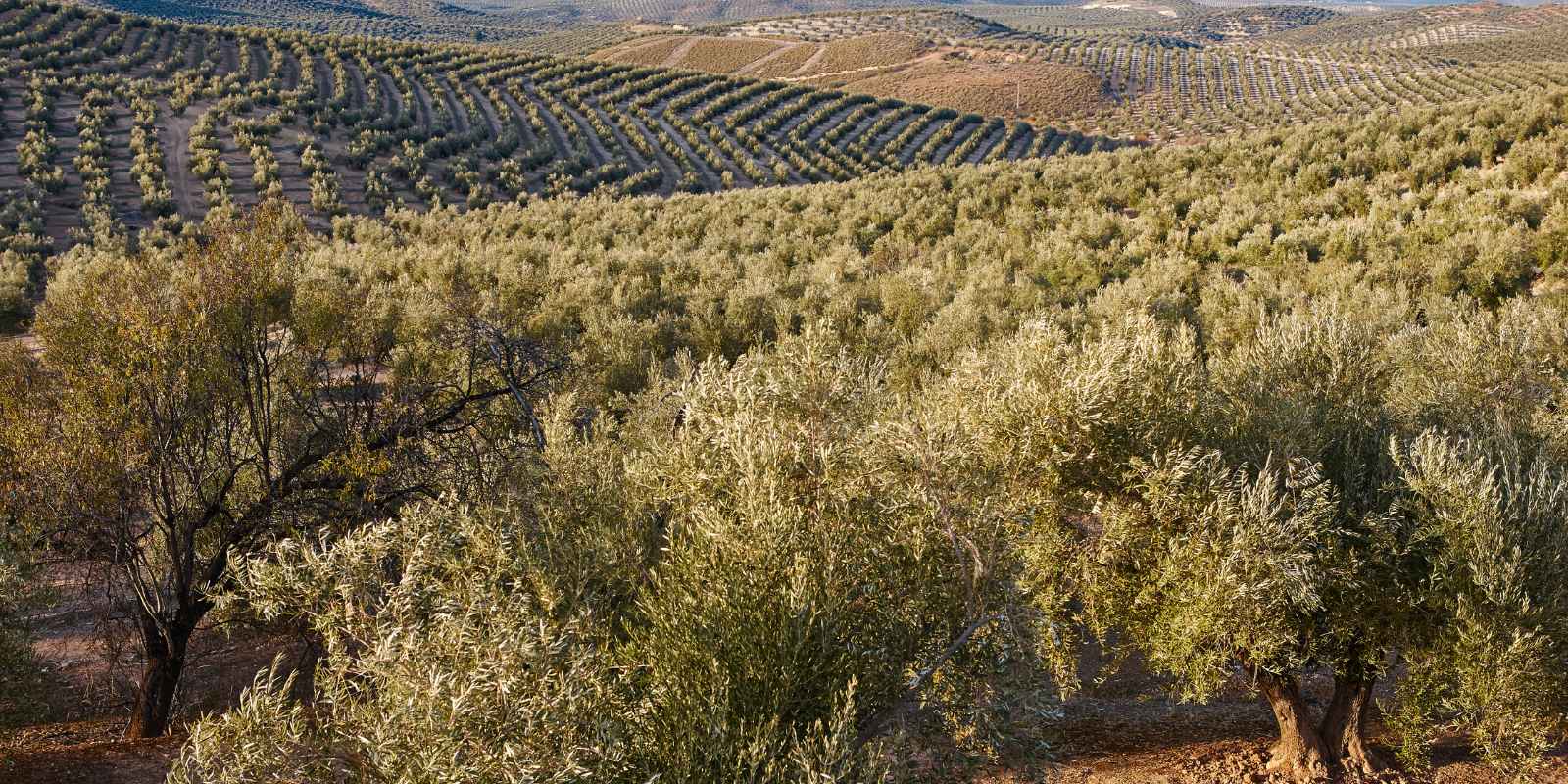 Visita guiada almazara y olivar (incluye taller "Aceitunero por un día")
