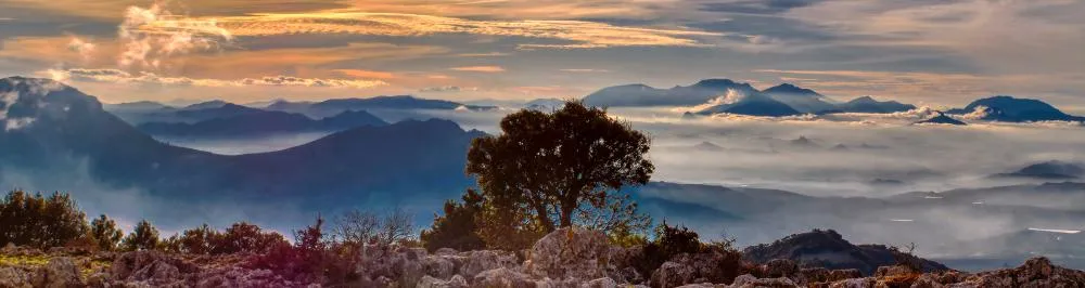 Legado forestal