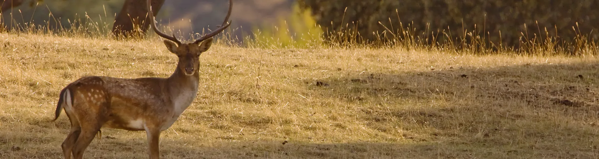 Lugares para Observar Animales
