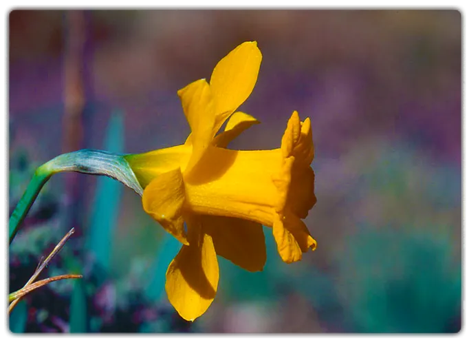 narciso