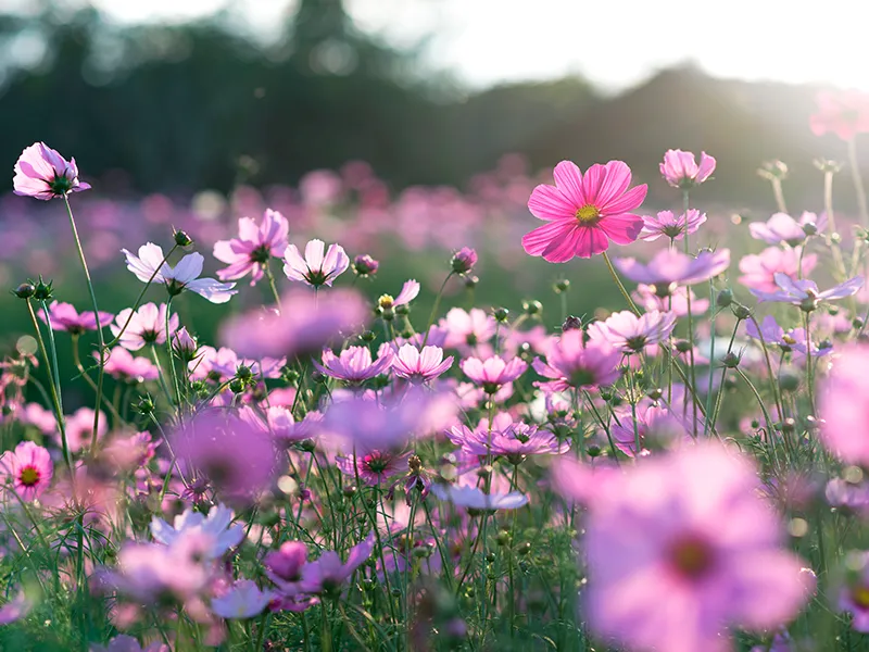 primavera