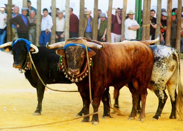toros