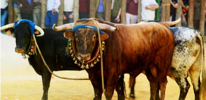toros