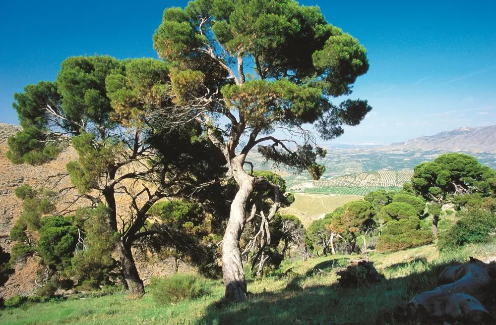árbol