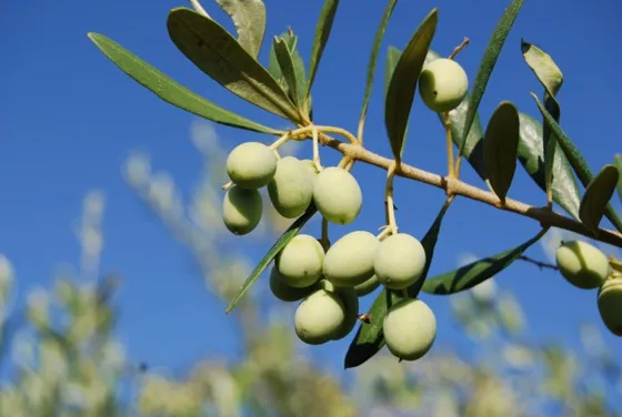 arbosana