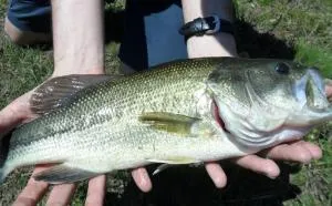 Black Bass y Lucio