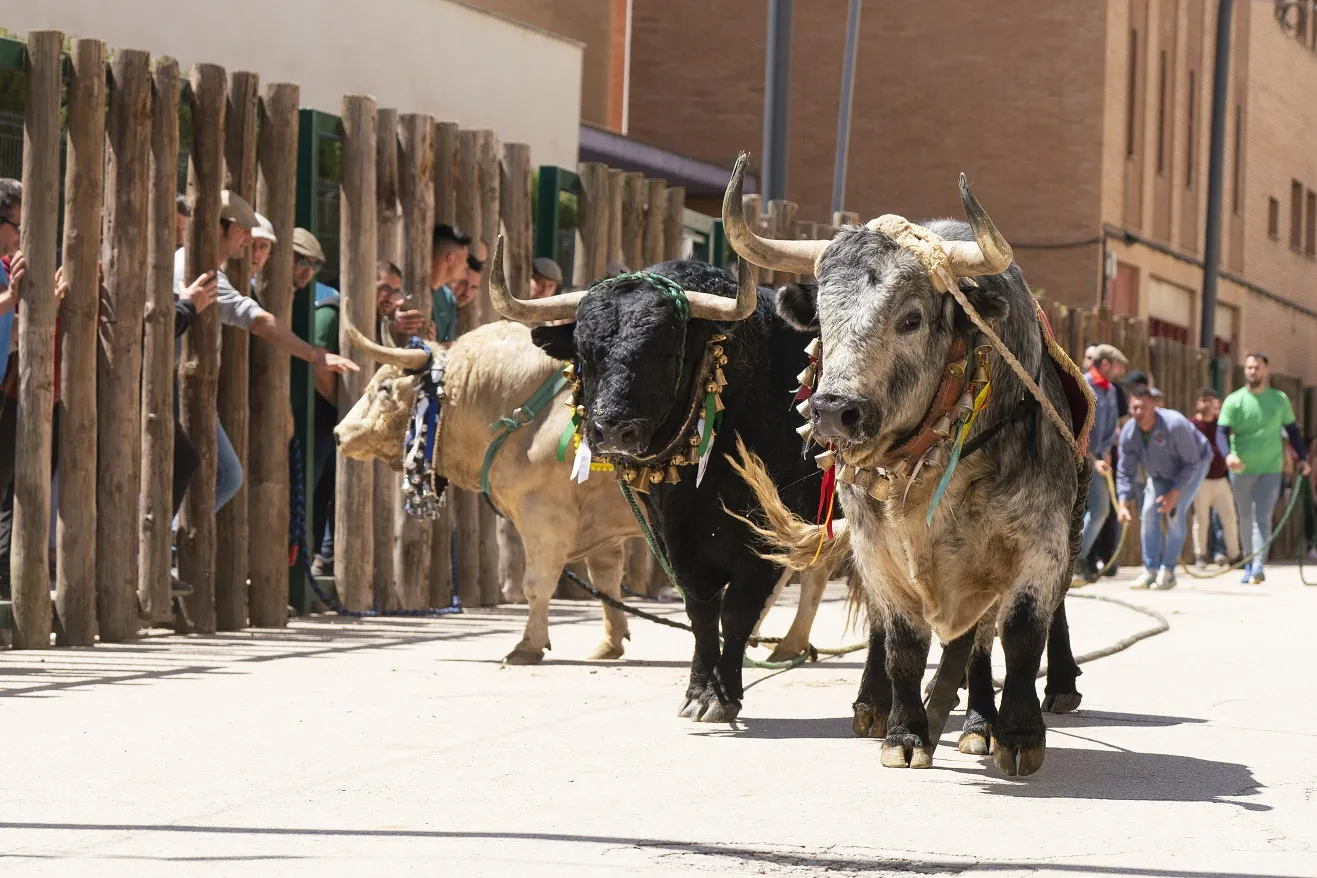 toros