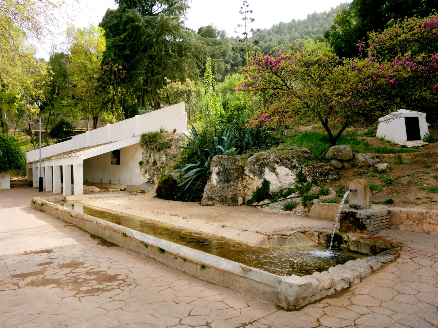 cabra del santo cristo