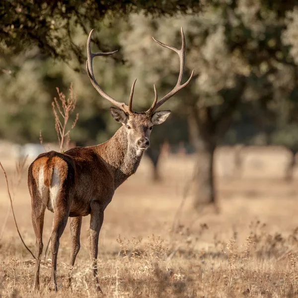 endered copia (1)