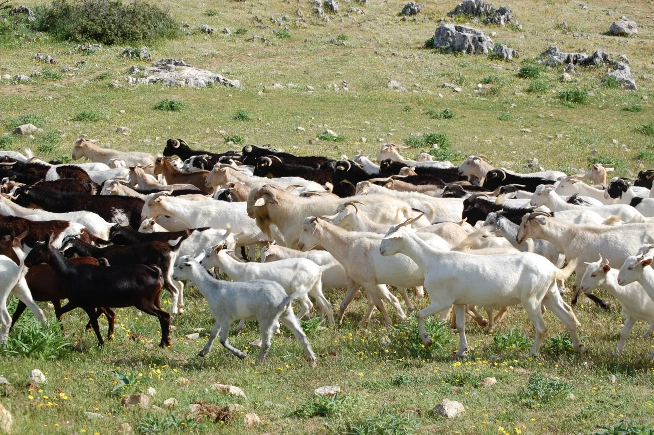 cazorla-cabras-jpg