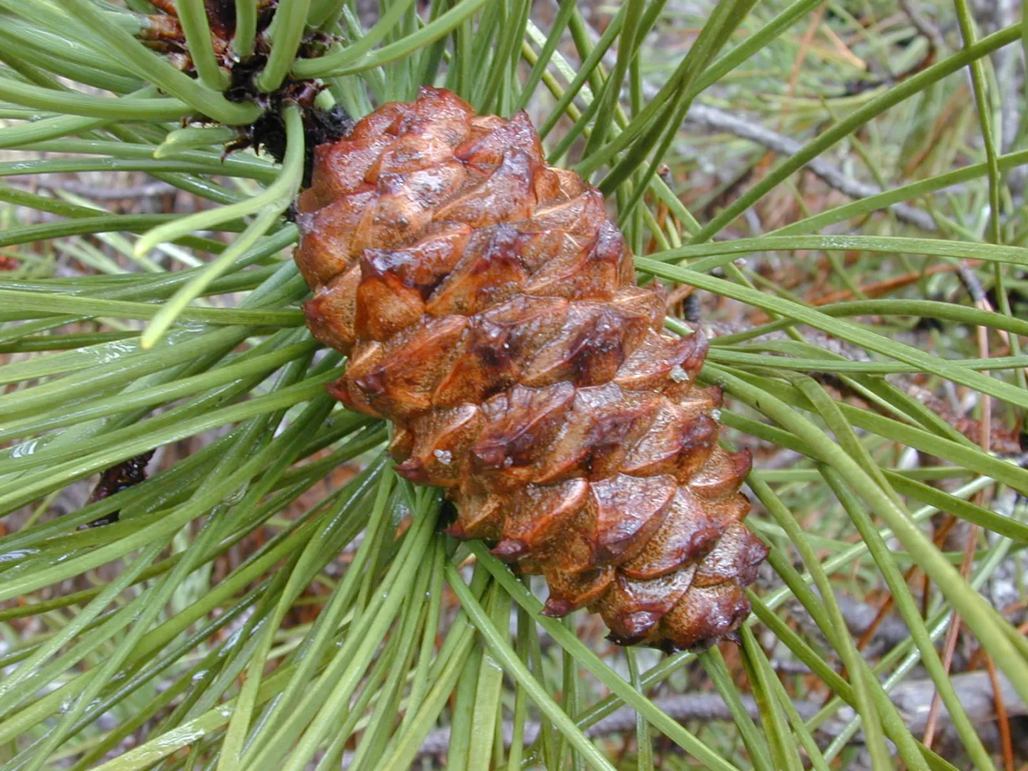 Pinus_pinaster.jpg