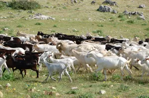 cazorla-cabras-jpg