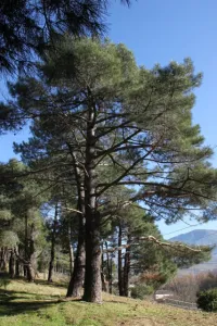 62-Pinus-pinaster-porte-PH-IMG_0142-427x640.jpg