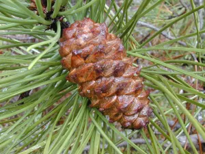 Pinus_pinaster.jpg
