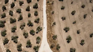 camino-olivos-jpg