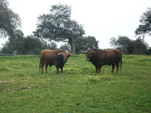ruta-caballo.jpg