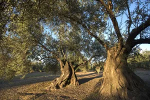 olivar-llano-motril.jpg